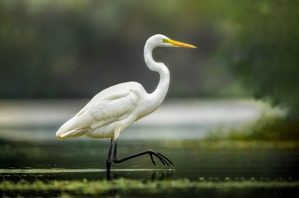 Morning Stroll von Jeff Graham