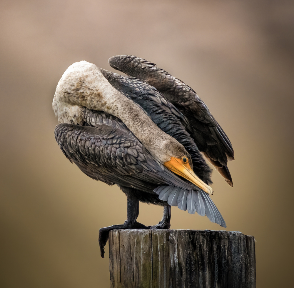 Preening von Jeff Graham