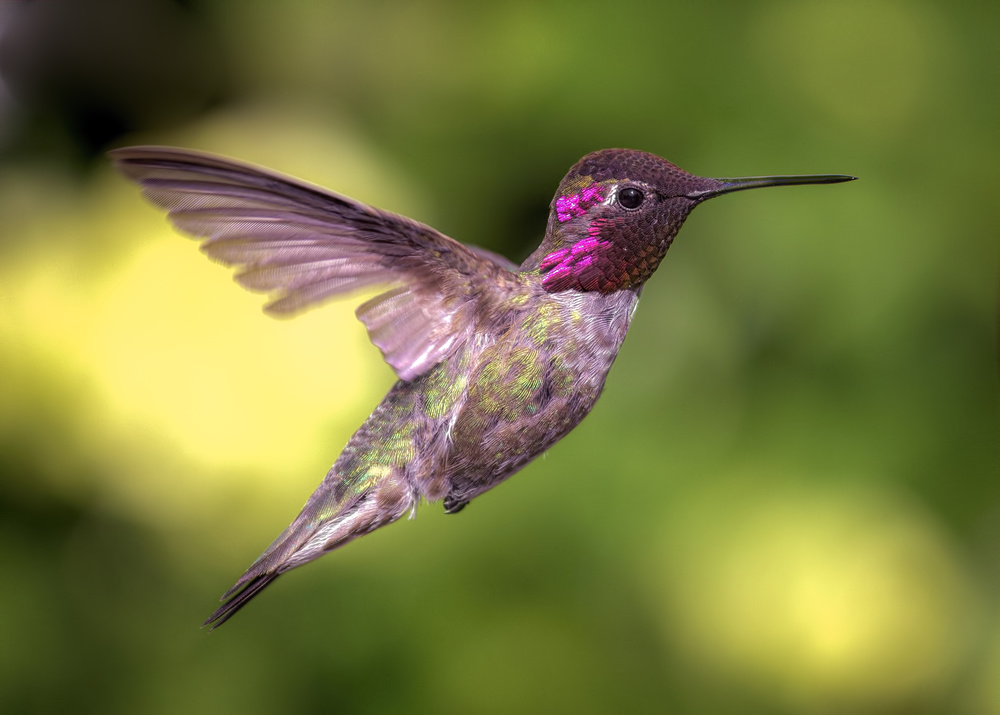 Annas Hummingbird in Flight von Jeff Schwartz