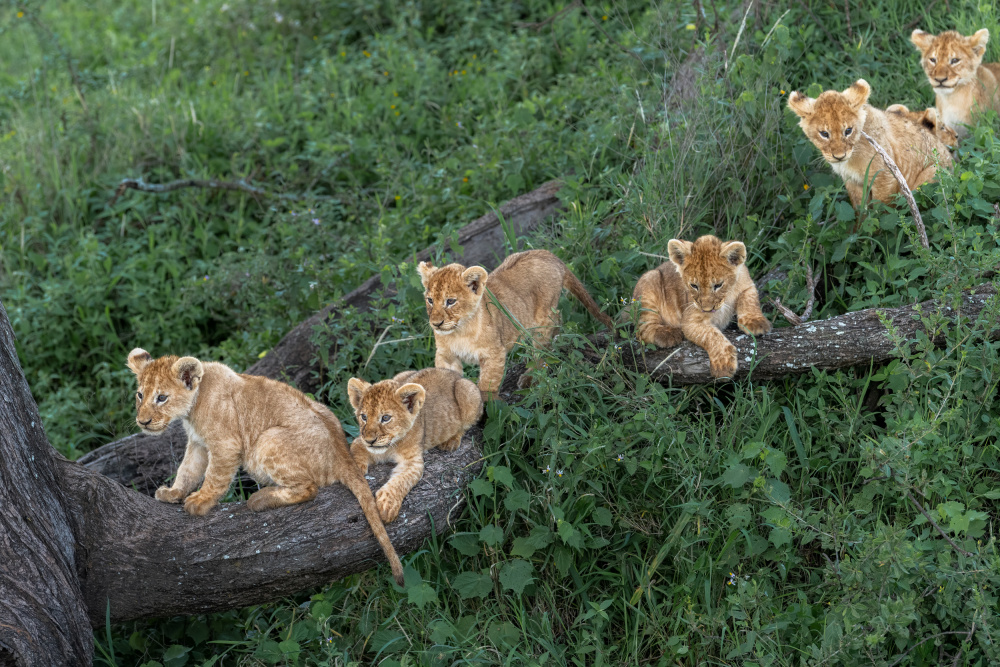 The first great adventure von Jeffrey C. Sink