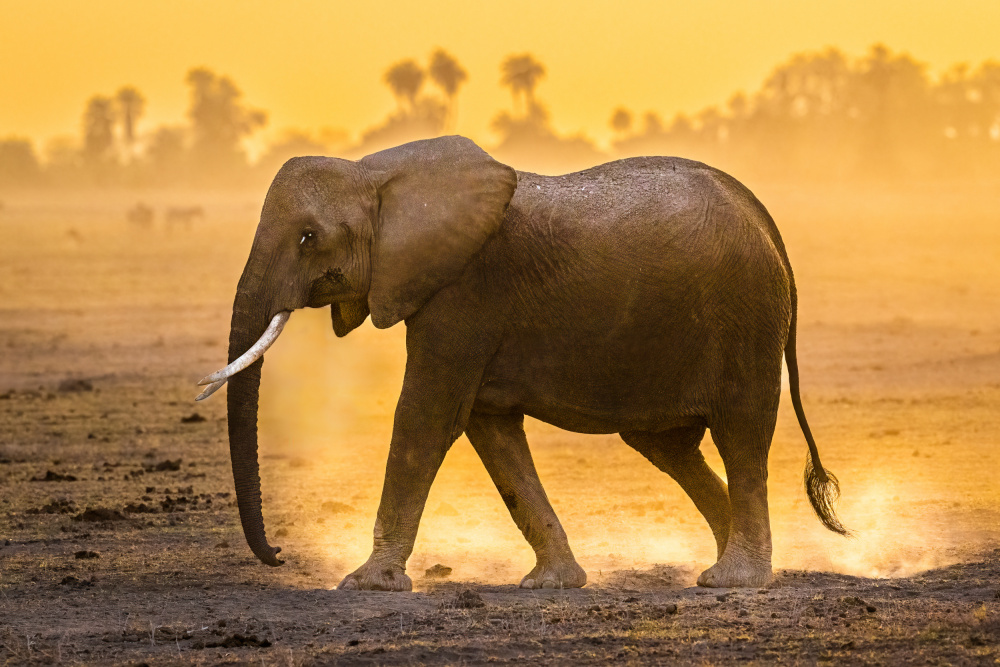 The march toward water and survival von Jeffrey C. Sink