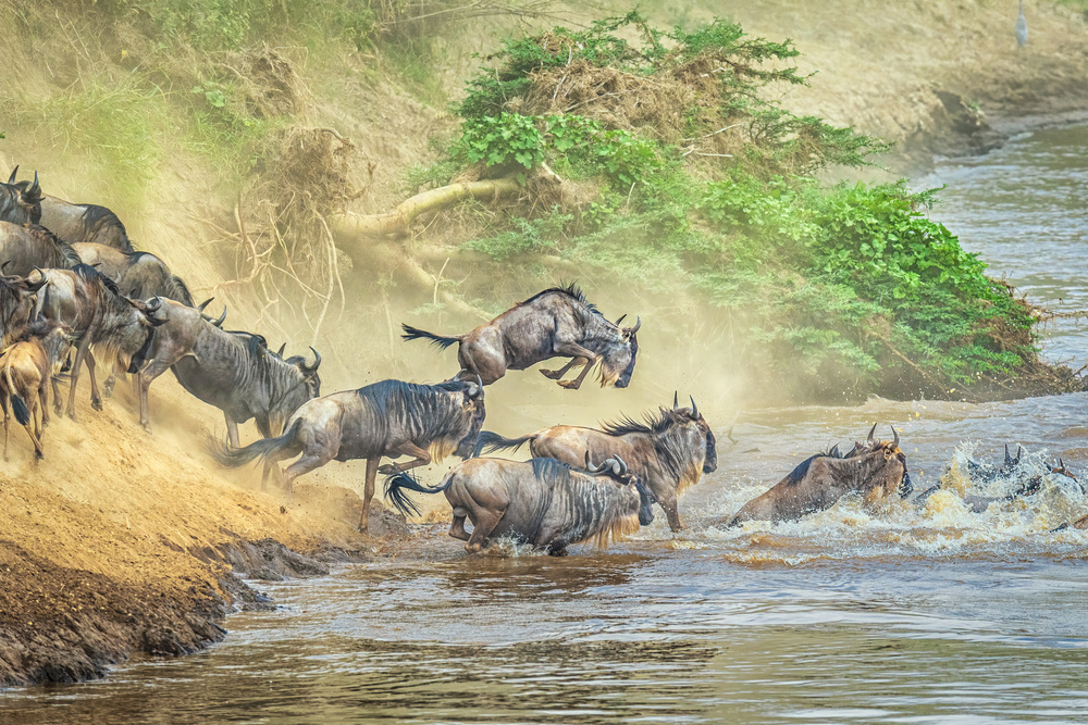 The leap for life von Jeffrey C. Sink