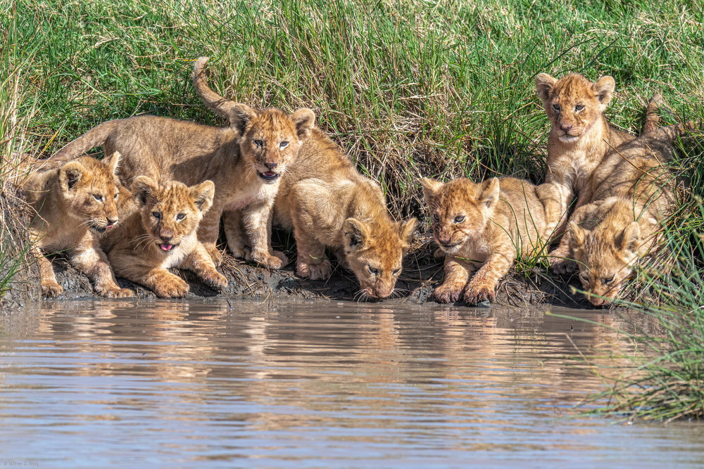 Putting the band back together.... von Jeffrey C. Sink