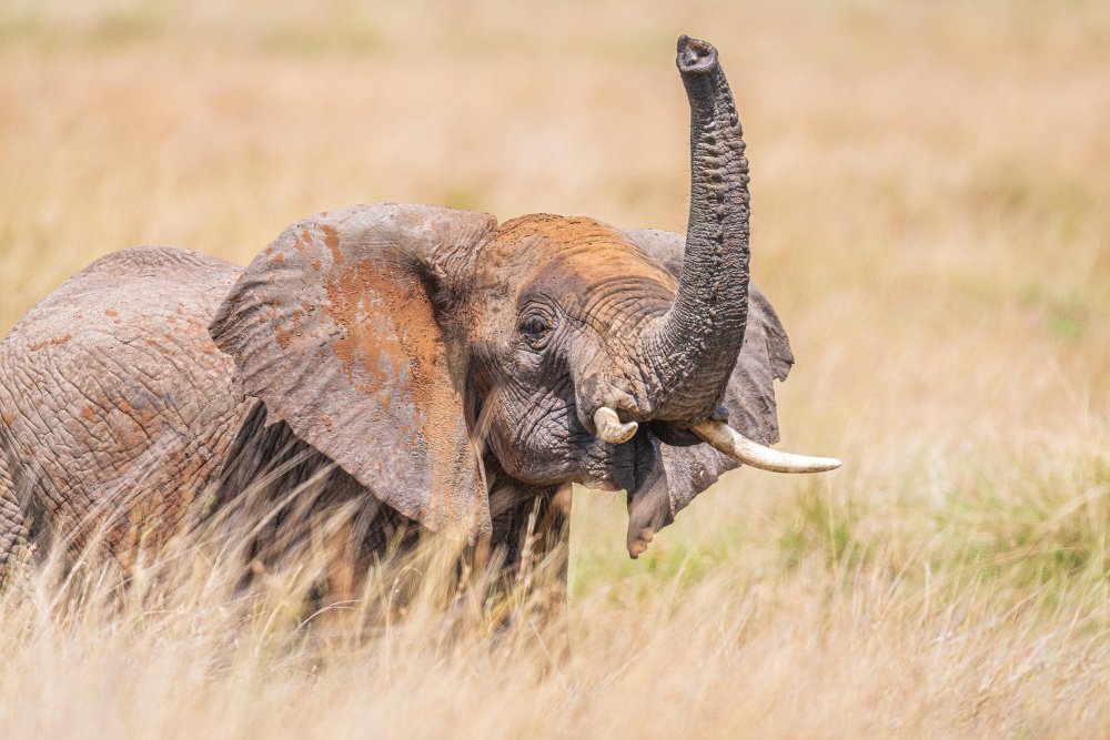 The Greeting.... von Jeffrey C. Sink