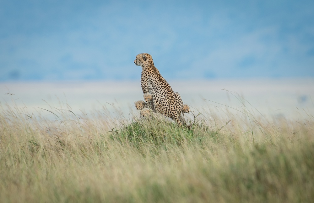 Natures little snow balls. von Jeffrey C. Sink