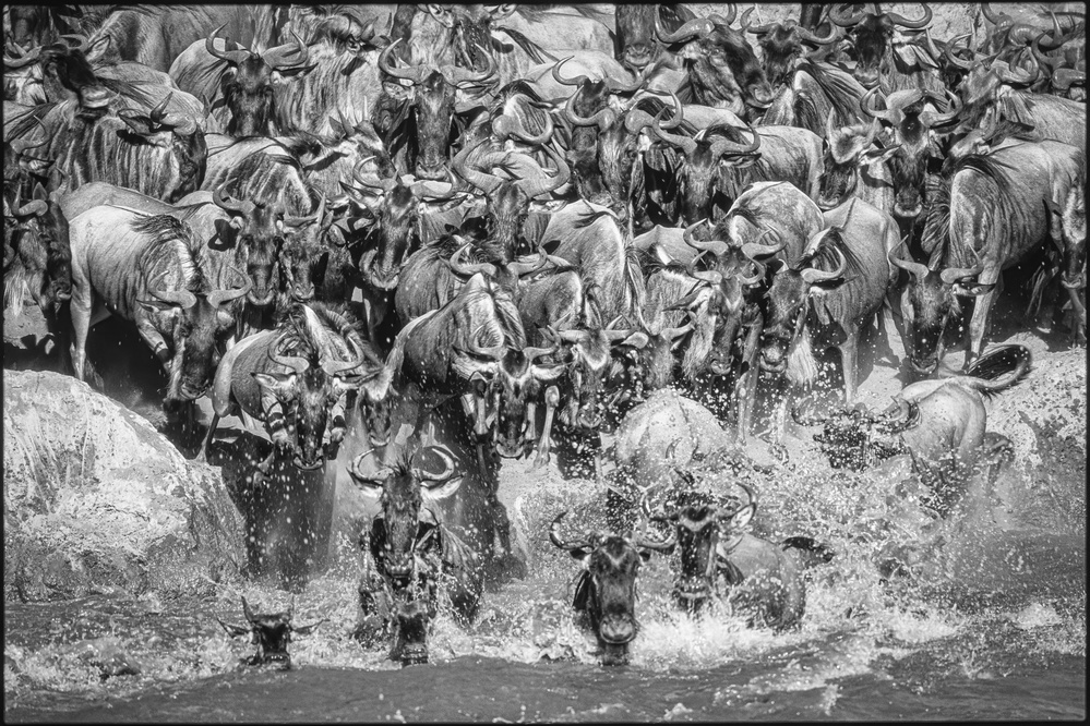 The Crossing von Jeffrey C. Sink