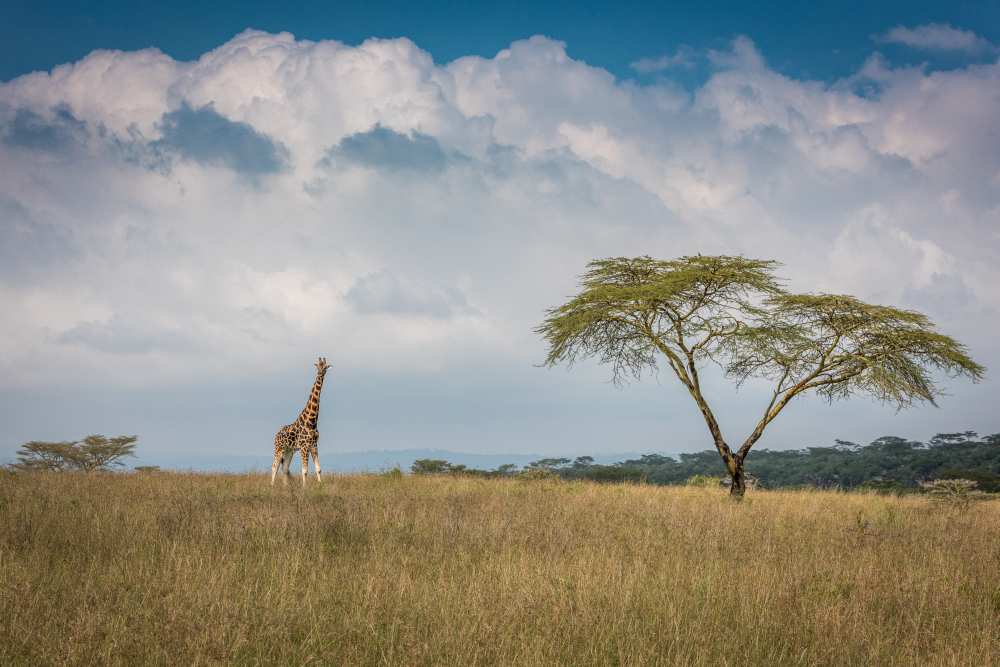 East Africa von Jeffrey C. Sink