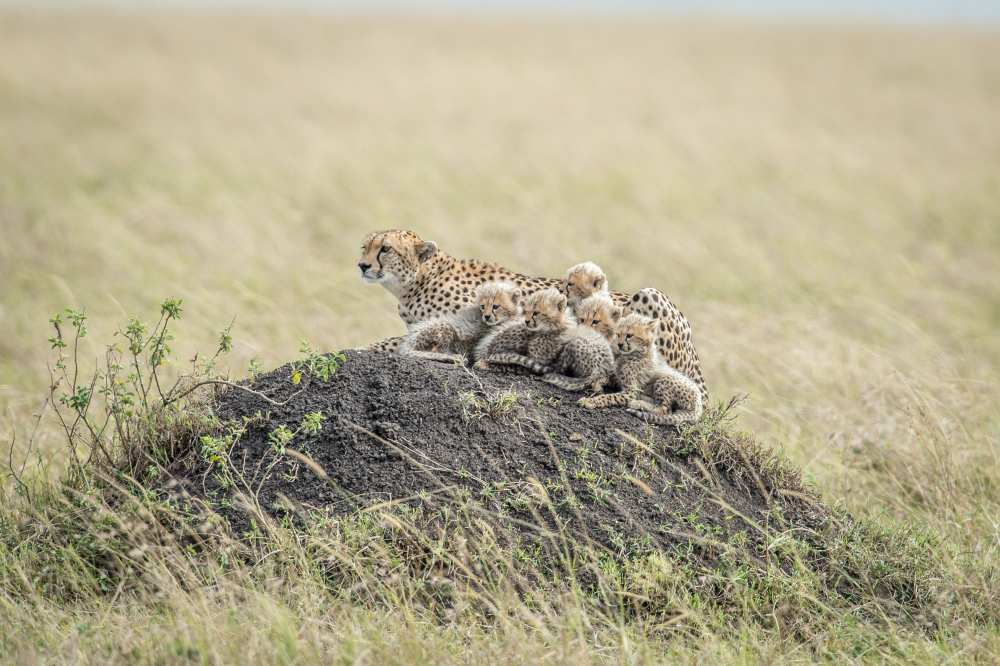 Family von Jeffrey C. Sink