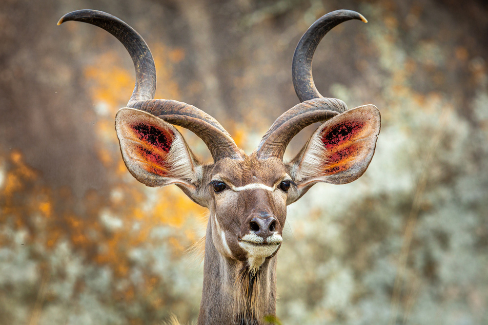 Greater Kudu von Jeffrey C. Sink