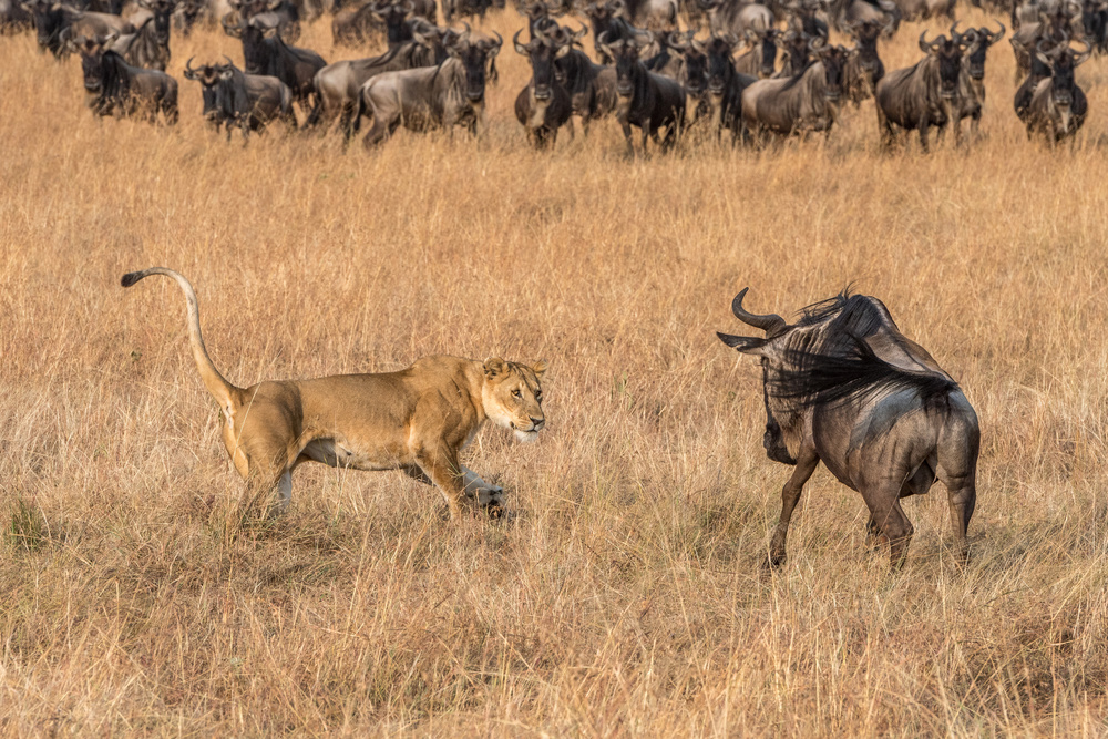 Life and Death #2 von Jeffrey C. Sink