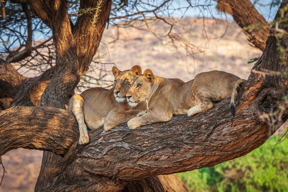 Lions can not climb trees von Jeffrey C. Sink