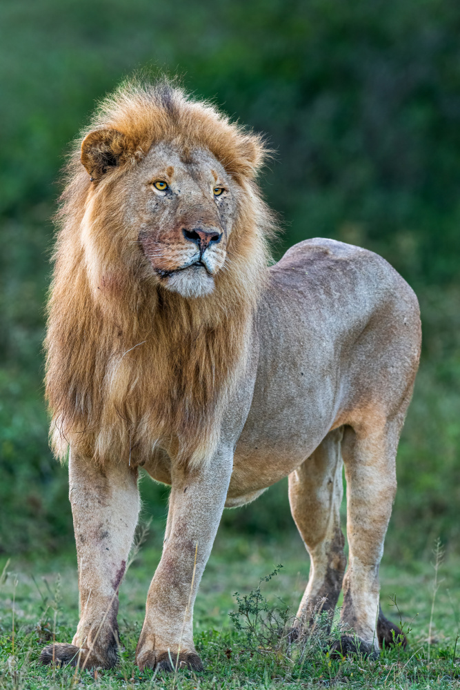 Near feline perfection von Jeffrey C. Sink