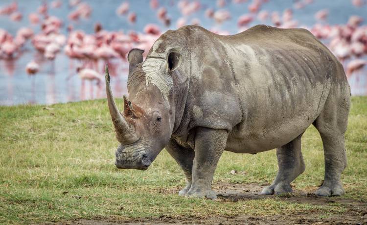 One of the last von Jeffrey C. Sink