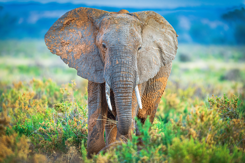 Pastel elephant von Jeffrey C. Sink