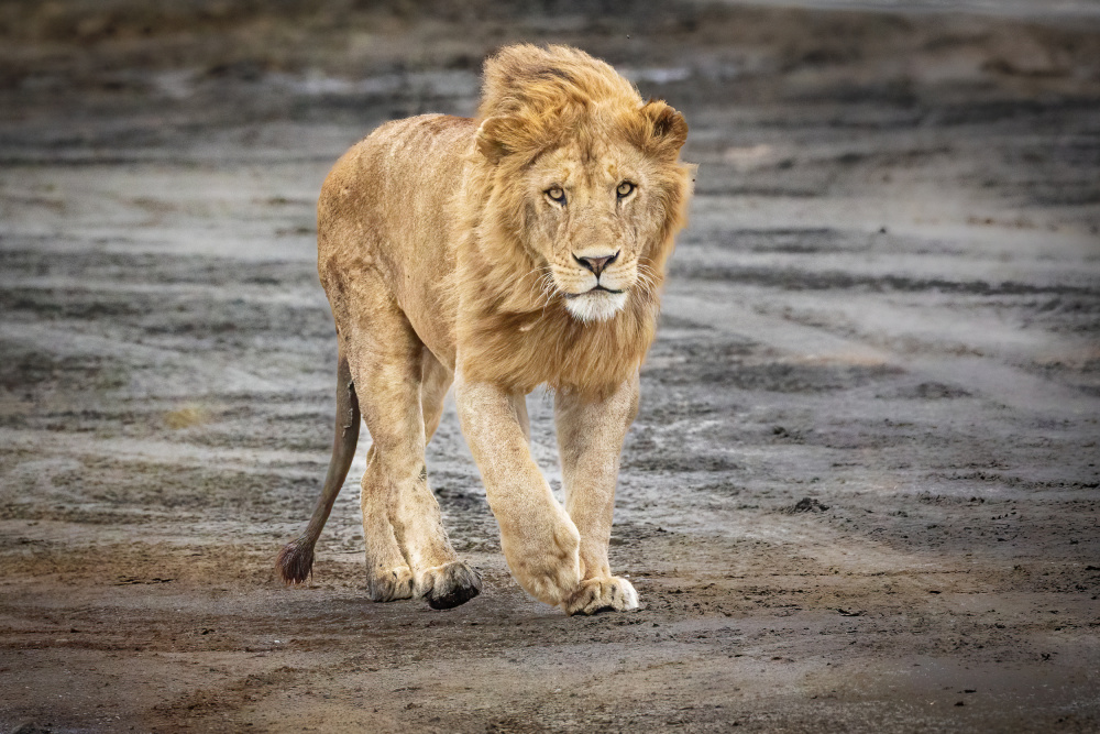 Guess who is coming to dinner? von Jeffrey C. Sink
