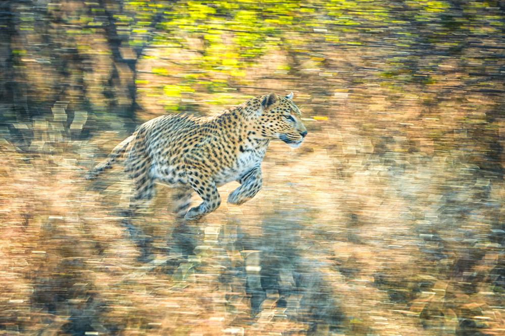 Panning leopard von Jeffrey C. Sink