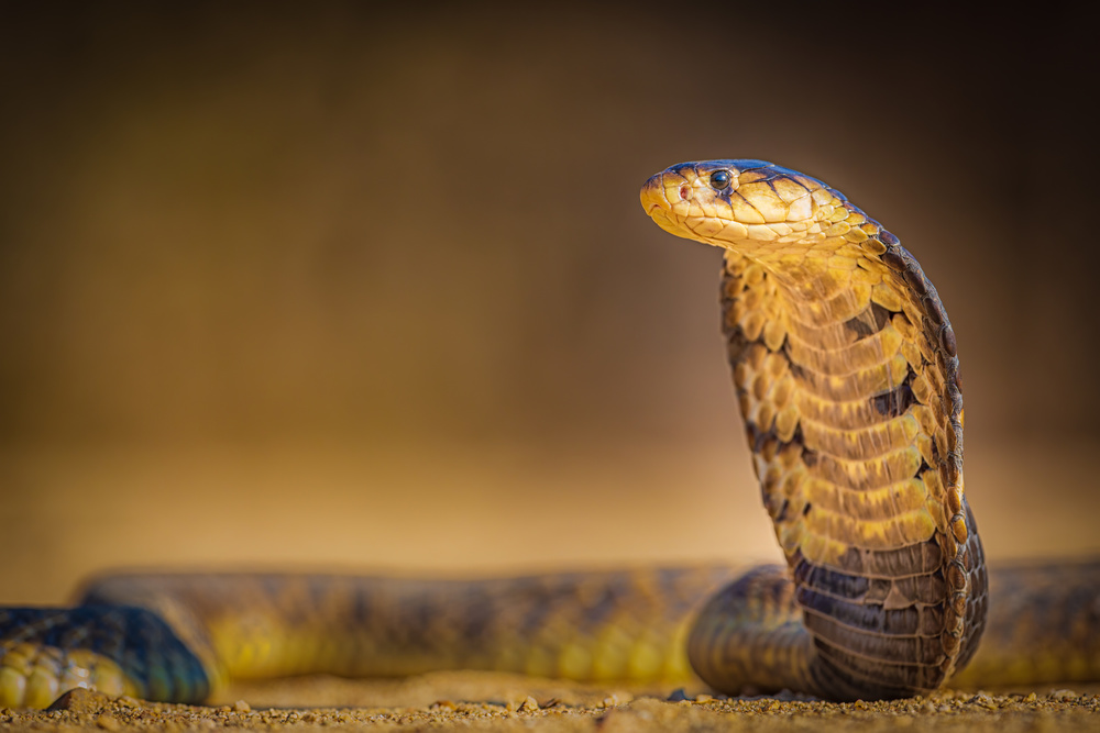 Spitting cobra von Jeffrey C. Sink