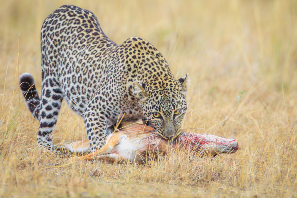 Survival von Jeffrey C. Sink