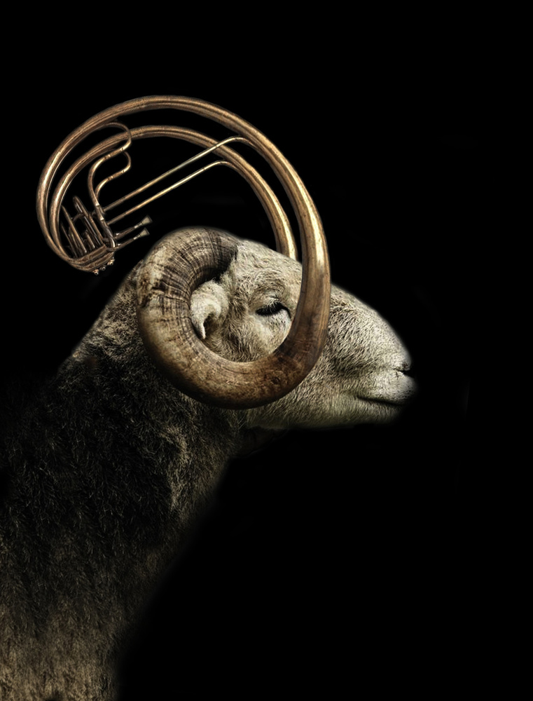 big horn sheep von Jeffrey Hummel