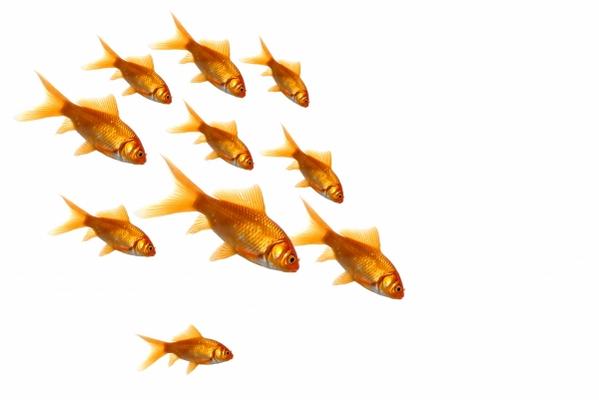 Family of Goldfish isolated over white von Jeffrey Van Daele