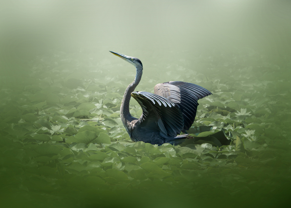 blue heron in a green dream von Jennifer Chen