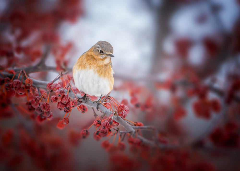 bluebird &amp; scarlet fruit von Jennifer Chen