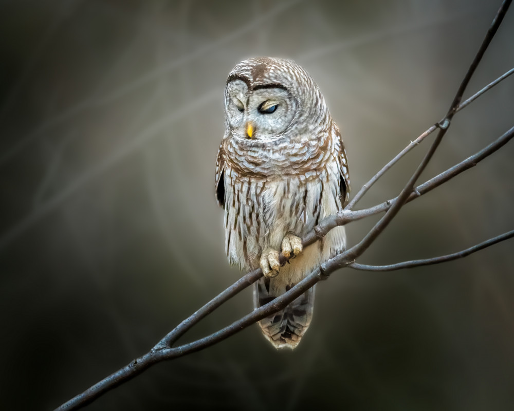 pondering... von Jennifer Chen