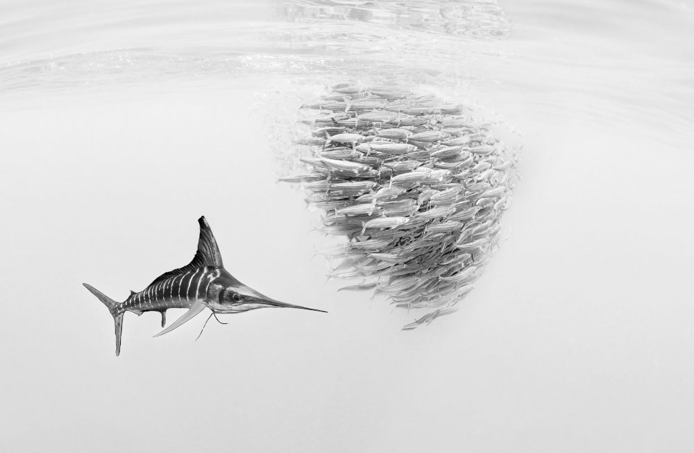 Marlin after Baitball von Jennifer Lu