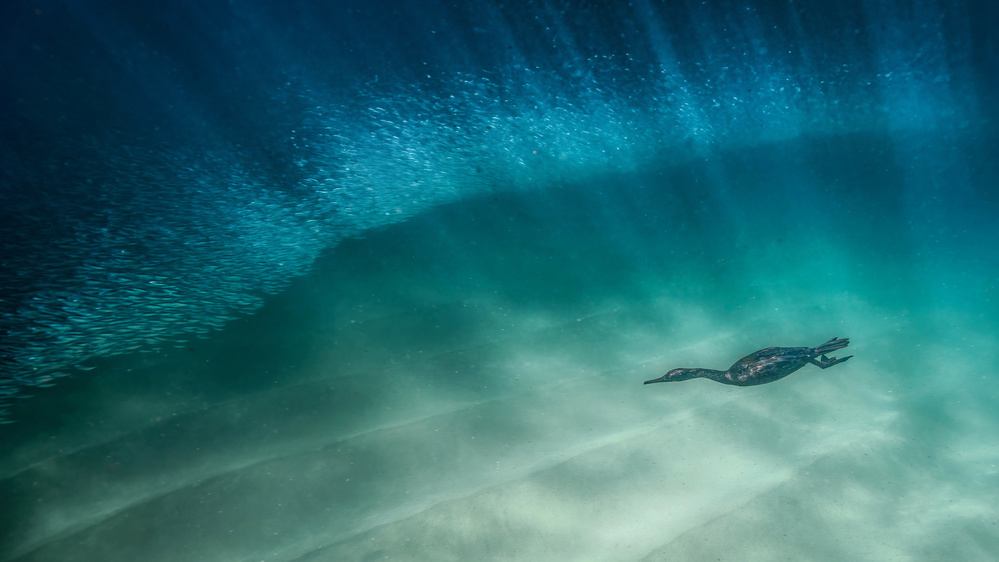 Bird diving and fishing von Jennifer Lu