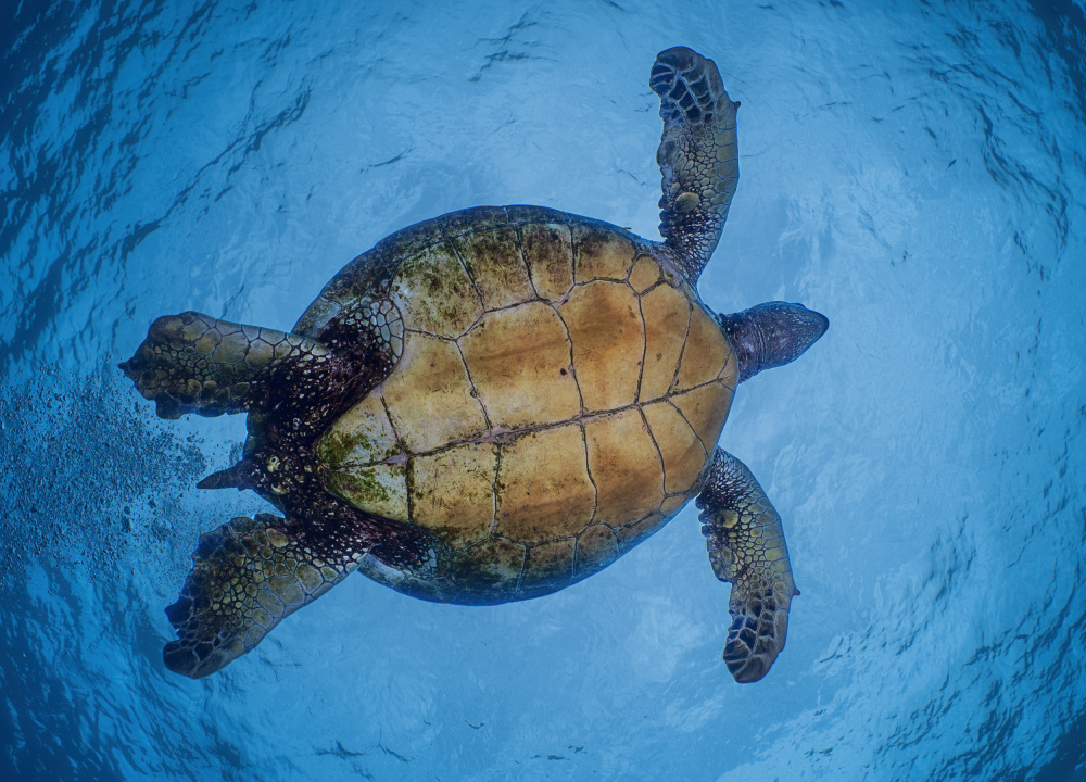 Zen Turtle von Jennifer Lu