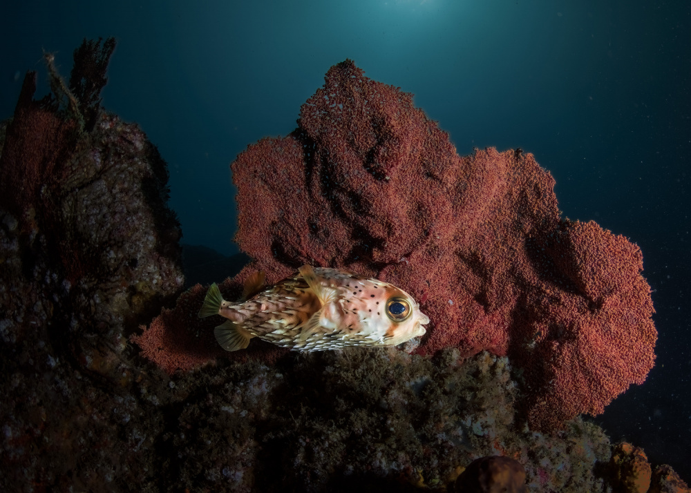 Home sweet ocean von Jennifer Lu