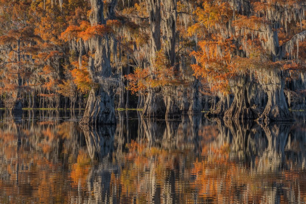 Caddo lake 4 von jenny j rao