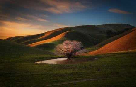 The Last Light at the Lone Tree