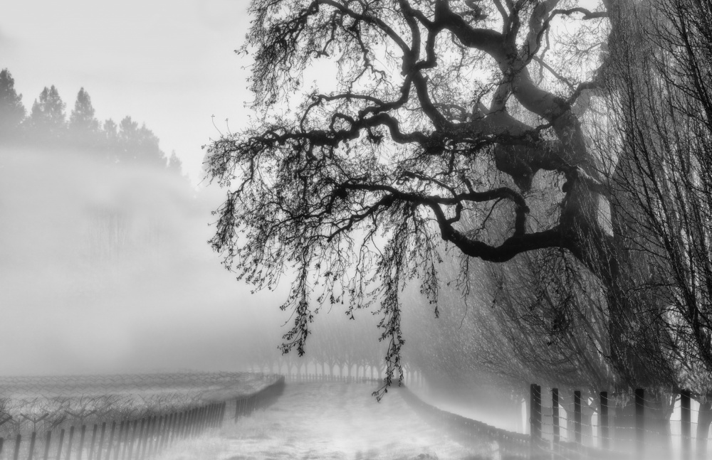 A Misty Morning von Jenny Qiu
