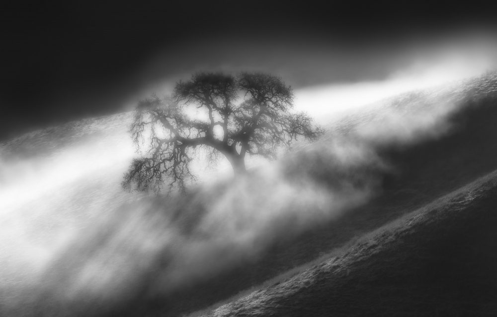 In the Fogs von Jenny Qiu