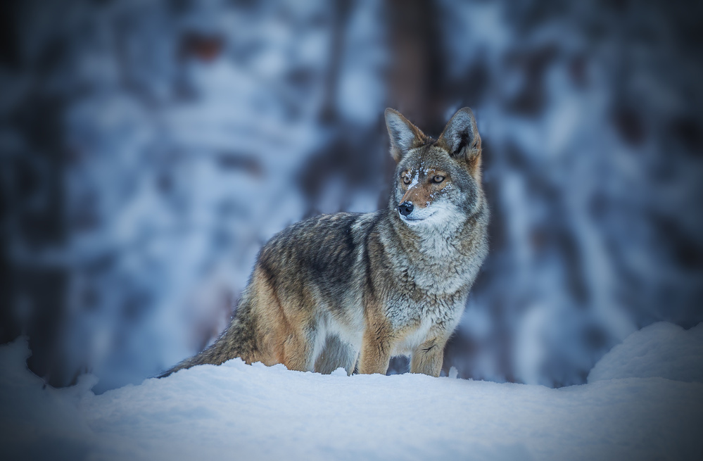 Coyote in Winter von Jenny Qiu