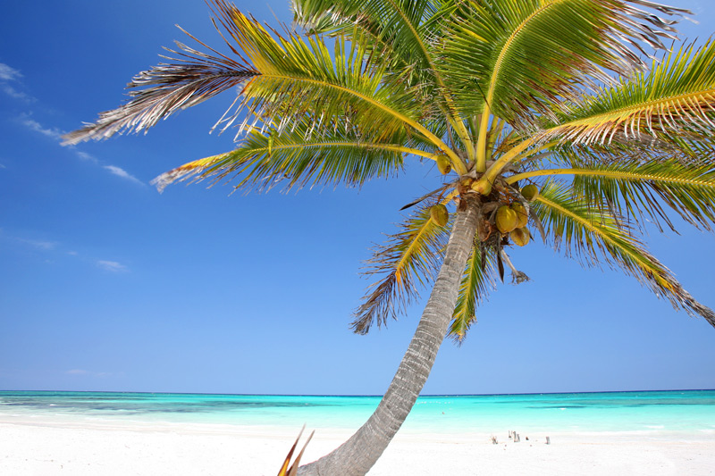 Palmenparadies von Jenny Sturm