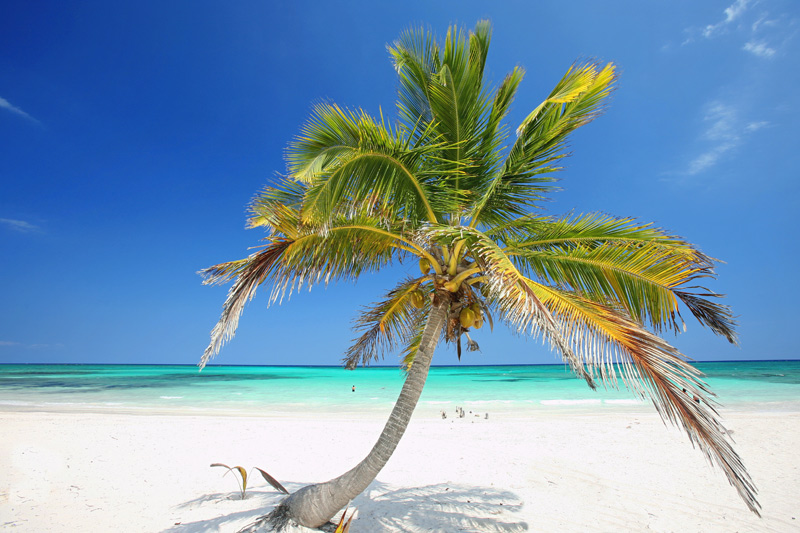 einzelne Palme von Jenny Sturm