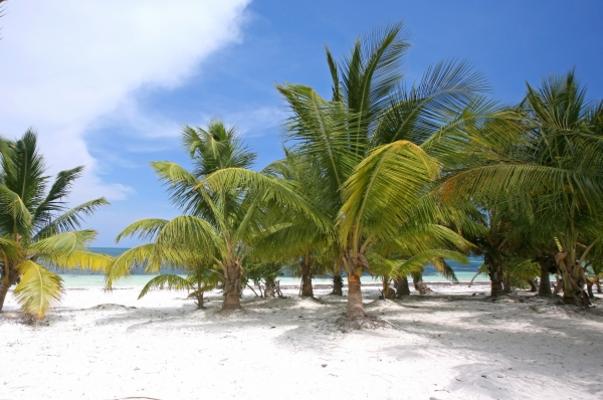 Palmengarten von Jenny Sturm