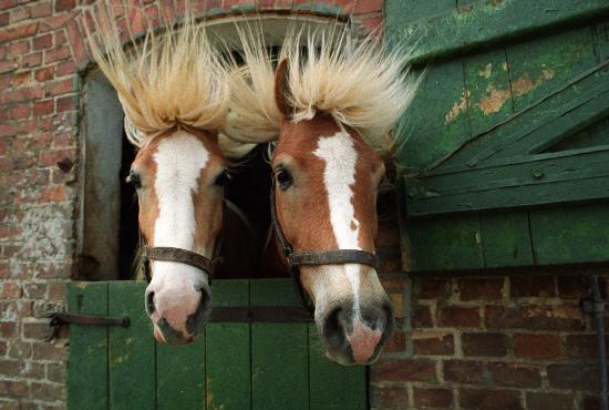 Gestüt Ganschow (Archivfoto und Text 1992) von Jens Büttner