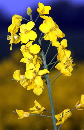 Rapszucht auf der Ostseeinsel Poel von Jens Büttner
