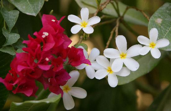 Blumen im Garten des Hotels "Atlantis The Palm" von Jens Kalaene