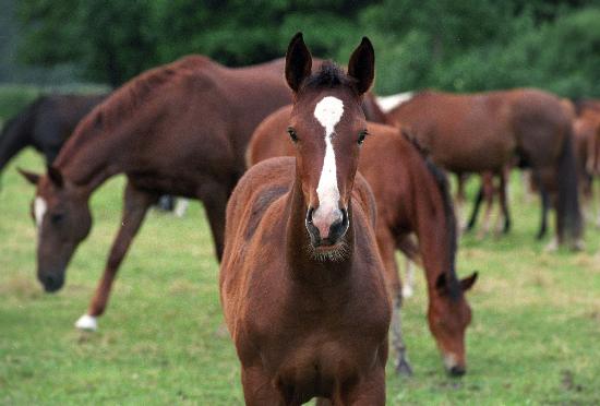 Haupt- und Landgestüt Neustadt/ Dosse (Archivfoto und Text 1996) von Jens Kalaene