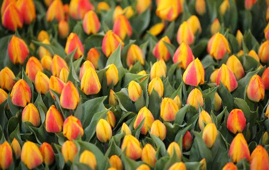 Messe Gartenträume 2010 von Jens Wolf
