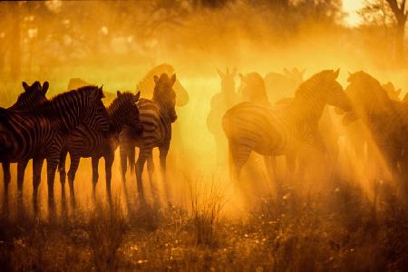 Zebras in Early Light-Botswana