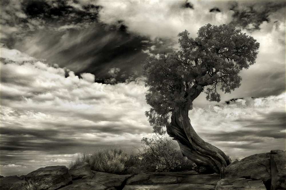 The Boss von Jerome Zakka Bajjani