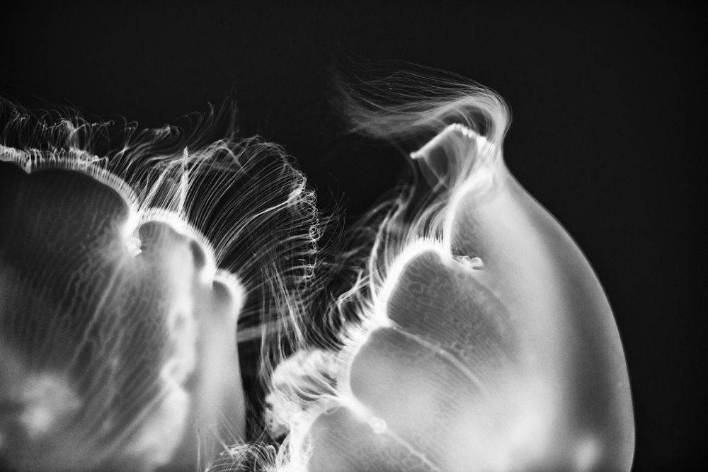 Untitled von Jerry Berry