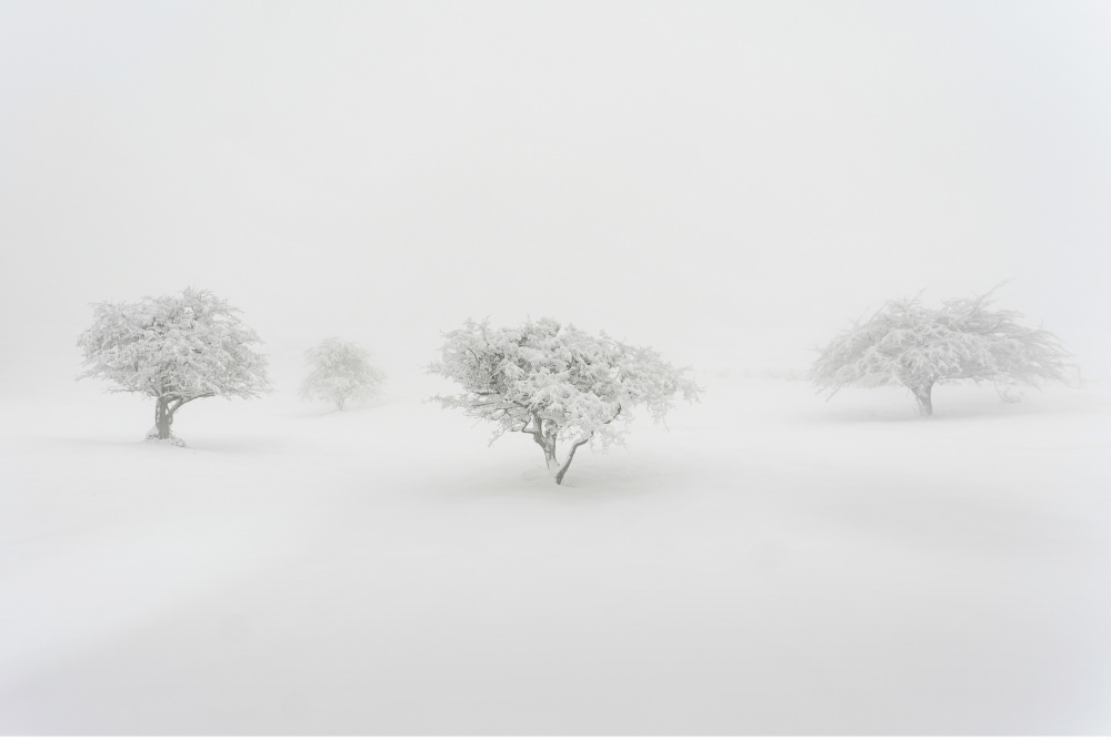 IN THE FOG von Jesus Concepcion Alvarado