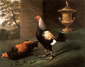 Portrait of `Phenomenon', the silver-laced bantam wearing spurs and standing over his victim