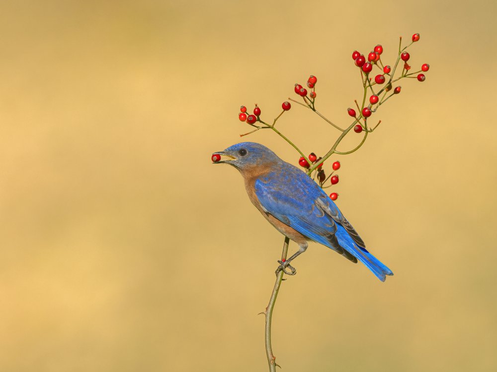 Eastern  Bluebird von Jia Chen